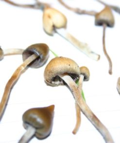 Liberty caps UK