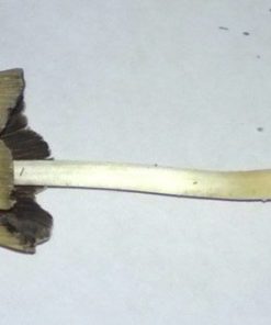 Alternative view of Liberty caps UK