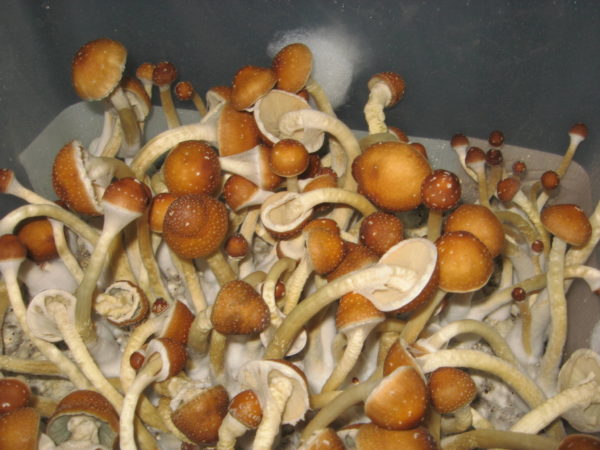 Golden teacher UK - Image 4