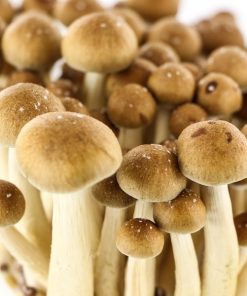 Golden teacher UK