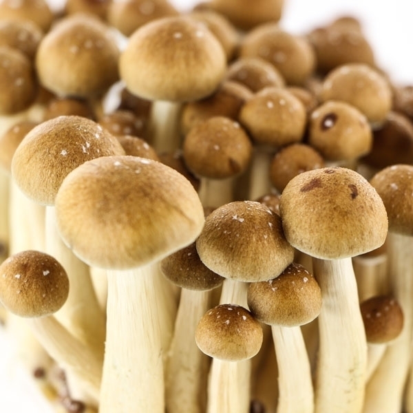 Golden teacher UK