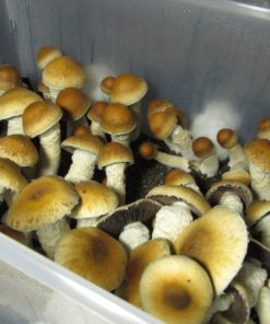 Alternative view of Penis envy mushroom UK
