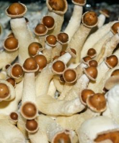 Penis envy mushroom UK