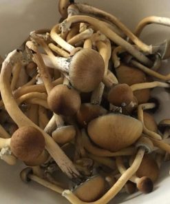 Alternative view of Golden teacher UK