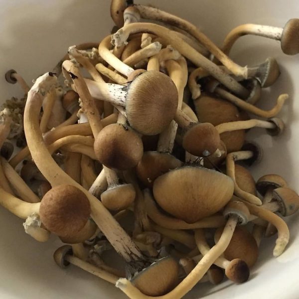 Golden teacher UK - Image 2